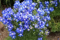 Chinese delphinium (Delphinium grandiflorum) plant