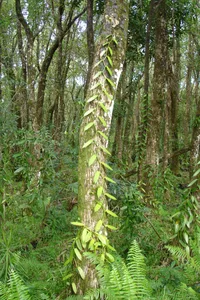 Vanilla orchids (Vanilla planifolia) plant