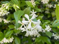 Trachelospermum jasminoides blooms