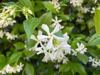 Trachelospermum jasminoides blooms