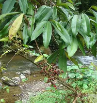 Ardisia compressa