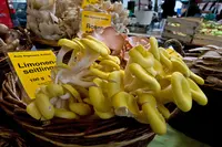 Golden Oyster Mushroom