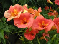 Chinese Trumpet Vine (Campsis grandiflora) plant