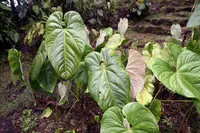 Philodendron grandipes