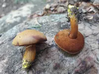 Chalciporus