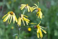 Tephroseris helenitis (Tephroseris helenitis) plant