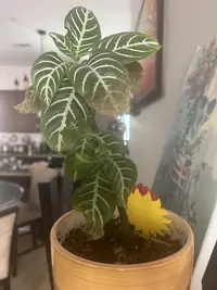 Zebra-plant photo by a Botan App user