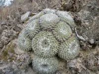 Mammillaria hahniana