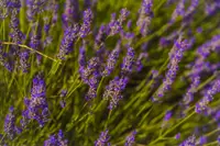 Lavandula plant