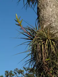 Tillandsia rodrigueziana (Tillandsia rodrigueziana) plant