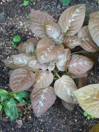 Pseuderanthemum alatum (Pseuderanthemum alatum) plant