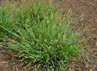 broad looseflower sedge
