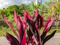 Ti Plant (Cordyline fruticosa) plant