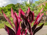 Ti Plant (Cordyline fruticosa) plant