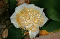 Dwarf Bloodlily (Haemanthus deformis) plant