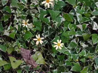 Variegated Wax Ivy