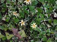 Variegated Wax Ivy (Senecio macroglossus) plant