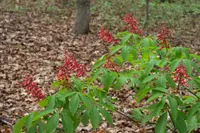 red buckeye (Aesculus pavia) plant