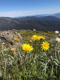 Yam Daisy (Microseris lanceolata) plant