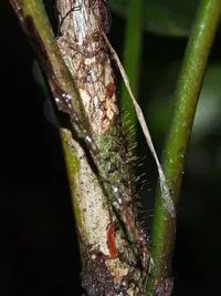 Bactris obovata (Bactris obovata) plant