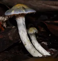 elegant blue webcap