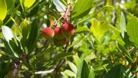 Strawberry tree (Arbutus unedo) plant