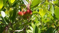 Arbutus unedo fruits
