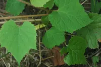 Amur grape