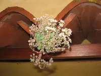 Corsican Stonecrop (Sedum dasyphyllum) plant
