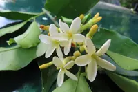 Lacmellea panamensis