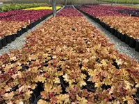 Heuchera 'Marmalade' leaves