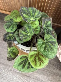Iron Cross Begonia photo by a Botan App user