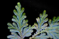 Selaginella willdenowii leaf