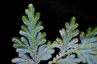 Selaginella willdenowii leaf