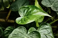 Philodendron plant