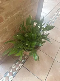 African False Hosta photo by a Botan App user