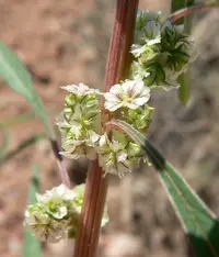 fringed amaranth (Amaranthus fimbriatus) plant