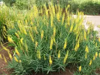 Fence Aloe (Aloiampelos tenuior) plant