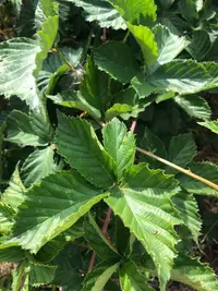 red-stemmed bramble (Rubus divaricatus) plant