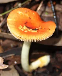 Vermilion Amanita