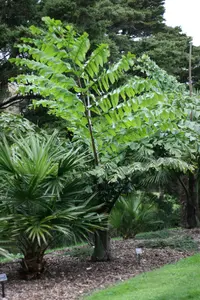 Giant fishtail palm