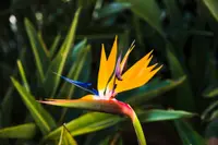 Giant White Bird of Paradise