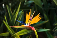 Giant White Bird of Paradise (Strelitzia nicolai) plant