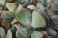 Silver Jade Plant