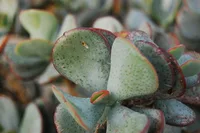 Silver Jade Plant