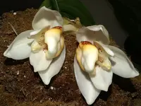 Stanhopea ecornuta