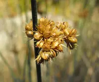 spreading rush (Juncus patens) plant