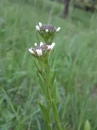 Arabis sagittata (Arabis sagittata) plant