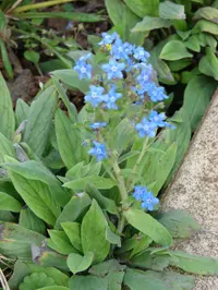 Chinese hound's tongue
