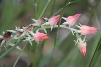 Echeveria erubescens